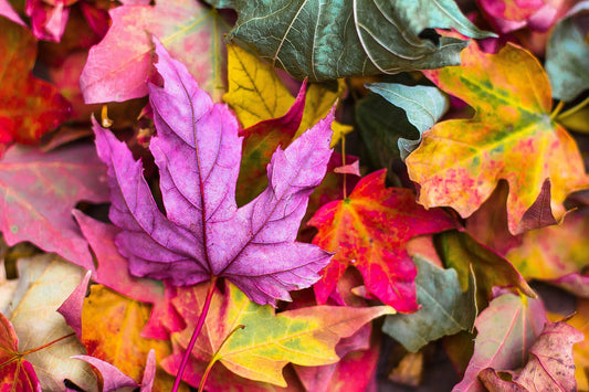 13 Eco-Friendly Ways to Use Your Fall Leaves